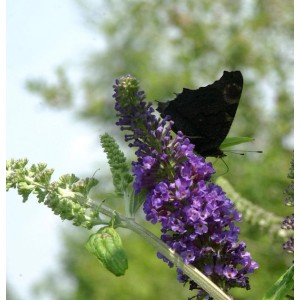 Sommerflieder Empire Blue mit Schmetterling auf Blüte, Detailaufnahme.