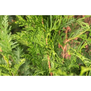 Detailaufnahme der grünen Nadeln einer Thuja 'Atrovirens' Heckenpflanze.