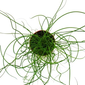Exotenherz Liebeslocke (Juncus Effusus Spiralis) im 12cm Topf, eine dekorative Grünpflanze mit spiralförmigen Trieben.