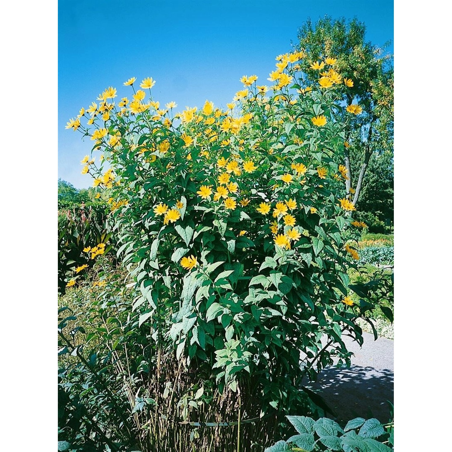 Helianthus Tuberosus Topinambur Ca. 11x11 cm Topf günstig online kaufen