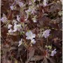 Storchenschnabel Espresso Staude mit zarten lila Blüten und dunkelbraunen Blättern. Perfekt für Beet & Steingarten.