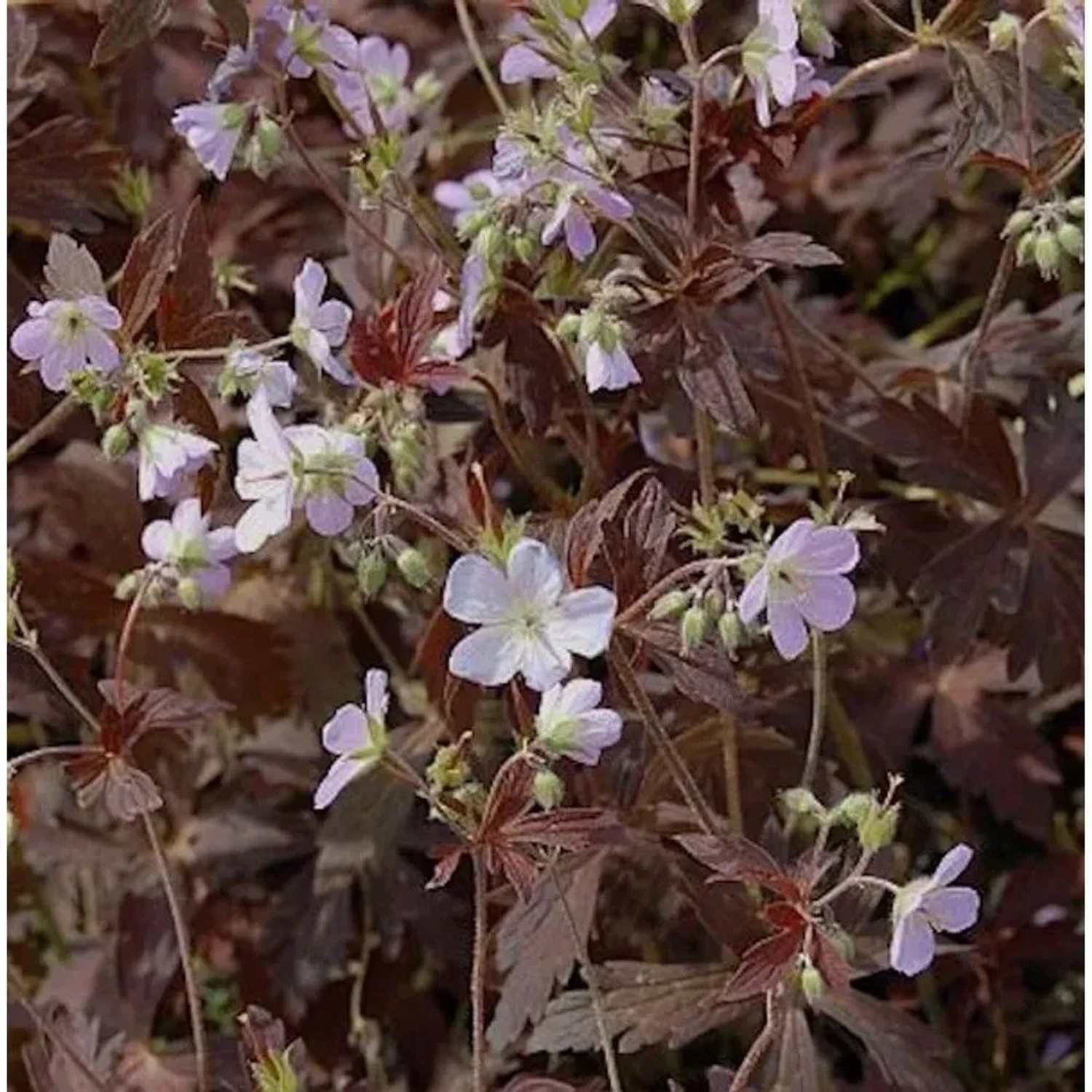 Storchenschnabel Espresso Staude mit zarten lila Blüten und dunkelbraunen Blättern. Perfekt für Beet & Steingarten.