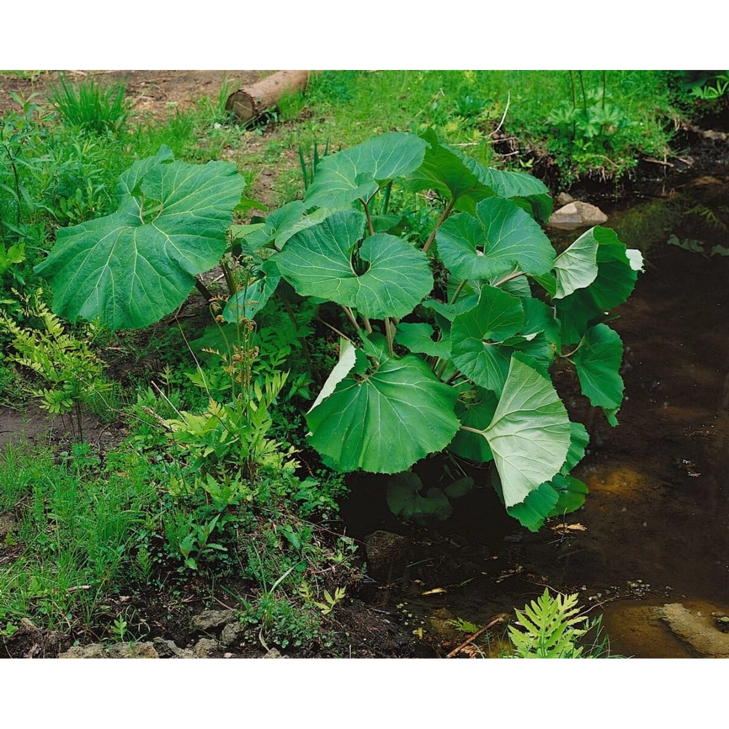 Petasites Albus Weißer Pestwurz Ca. 11x11 cm Topf günstig online kaufen