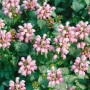 Gefleckte Taubnessel 'Shell Pink' mit zartrosa Blüten und silbrig-grünem Laub im 9x9 cm Topf.