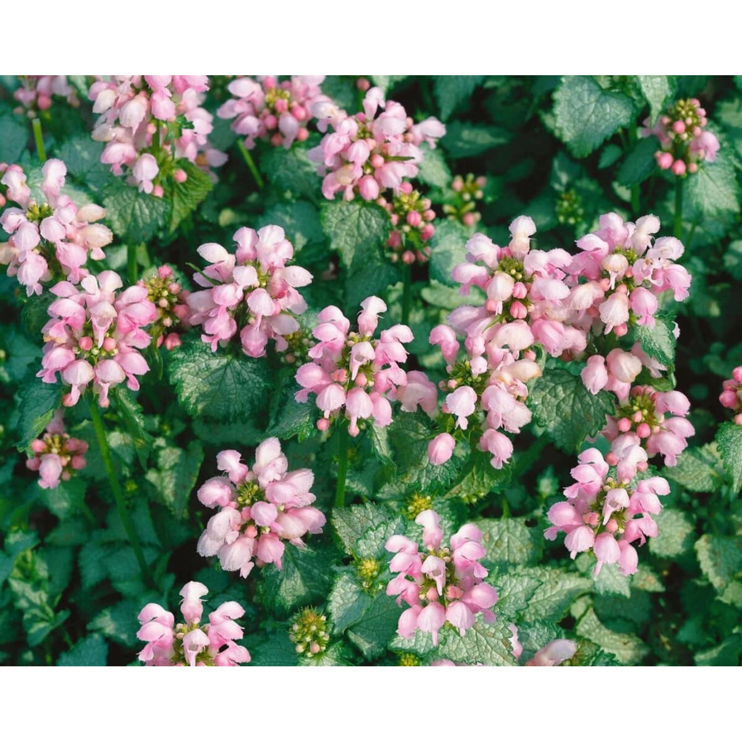 Lamium Maculatum Gefleckte Taubnessel Shell Pink Ca. 9x9 cm Topf günstig online kaufen