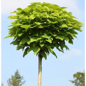 Hochstamm Trompetenbaum (Catalpa bignonioides) mit runder Krone und grünen Blättern.