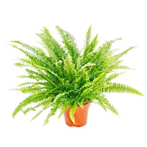 Exotenherz Schwertfarn (Nephrolepis) im 17cm Topf, grüne Blätter.