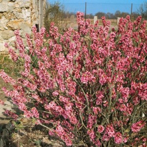 Rosa blühender Seidelbast (Daphne Mezereum), 30–40 cm hoch, im Garten.