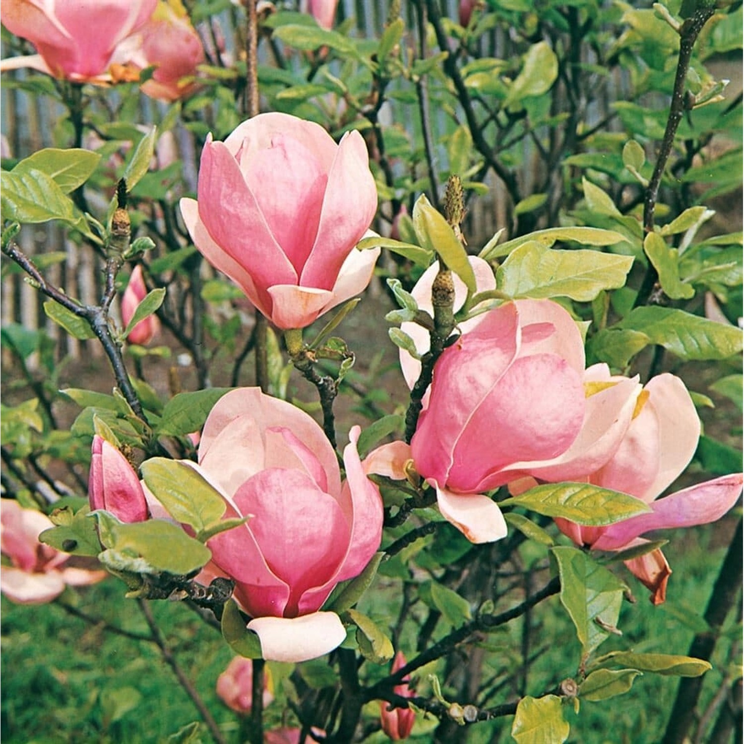 Magnolia Soulangiana Lennei Tulpen-Magnolie Rosa 200–225 cm günstig online kaufen