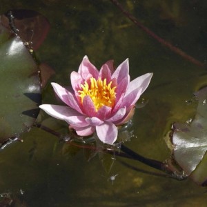 Seerose Walter Pagels - Nymphaea
