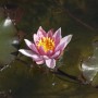 Blassrosa Seerose 'Walter Pagels' mit gelber Mitte im Teich, Nahaufnahme.