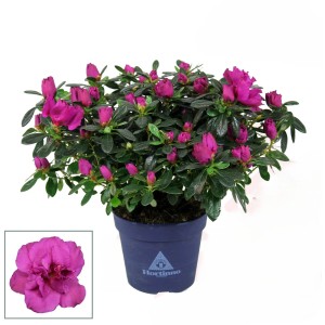 GROW by OBI Zimmer-Azalee "Hortinno" Violett Topf-Ø ca. 13 cm Azalea
