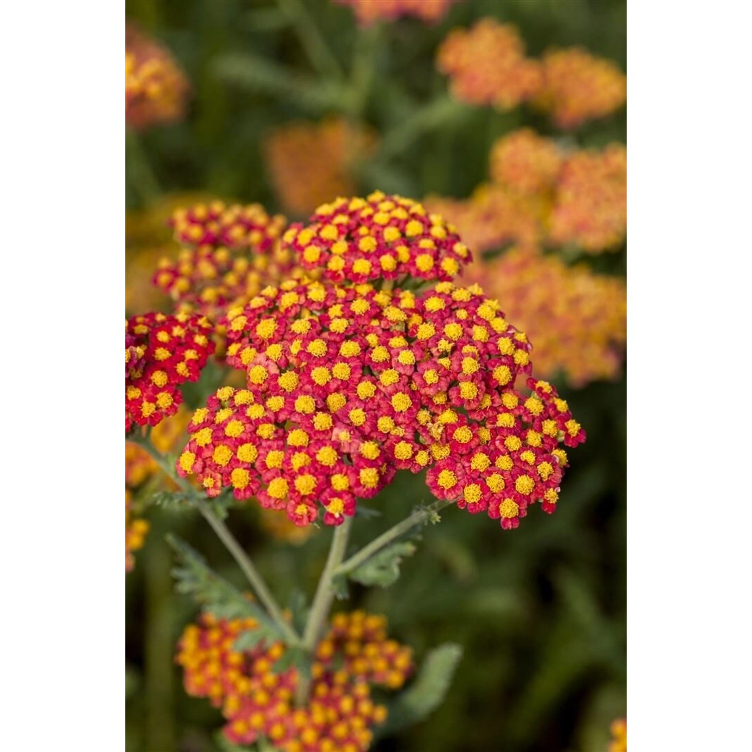 Achillea Filipendulina Walter Funcke Schafgarbe Ca. 9x9 cm Topf günstig online kaufen