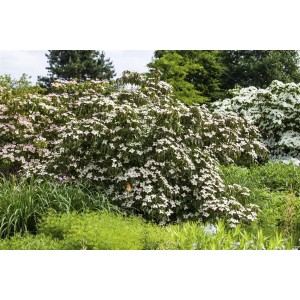 Blühender Japanischer Blumen-Hartriegel 'Cappuccino' mit cremeweißen Blüten im Garten.