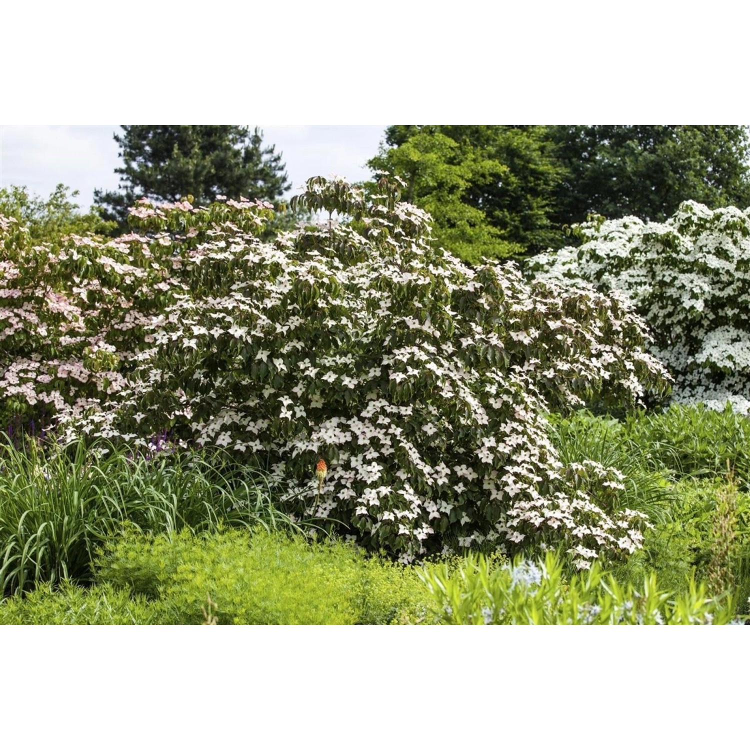 Cornus Kousa Cappucino Japanischer Blumen-Hartriegel 40–60 cm Cremeweiß günstig online kaufen