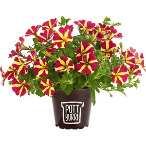 Pottburri Petunie in Sonderfarben, gestreifte Blüten im Topf, Hängepflanze.