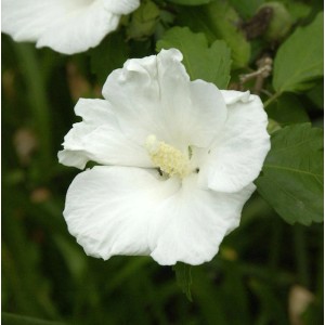 Nahaufnahme einer einzelnen, weißen Blüte des Rosen Eibisch Eleonore Strauchs.