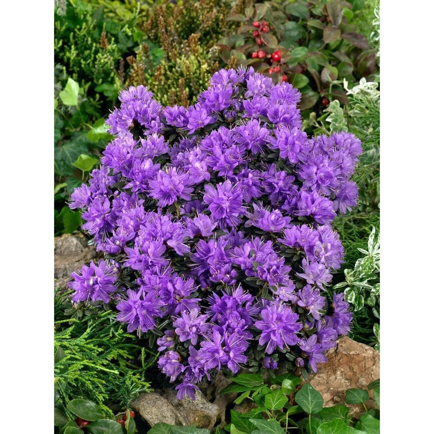 Rhododendron Russatum Purple Pillow Lila 30–40 cm günstig online kaufen