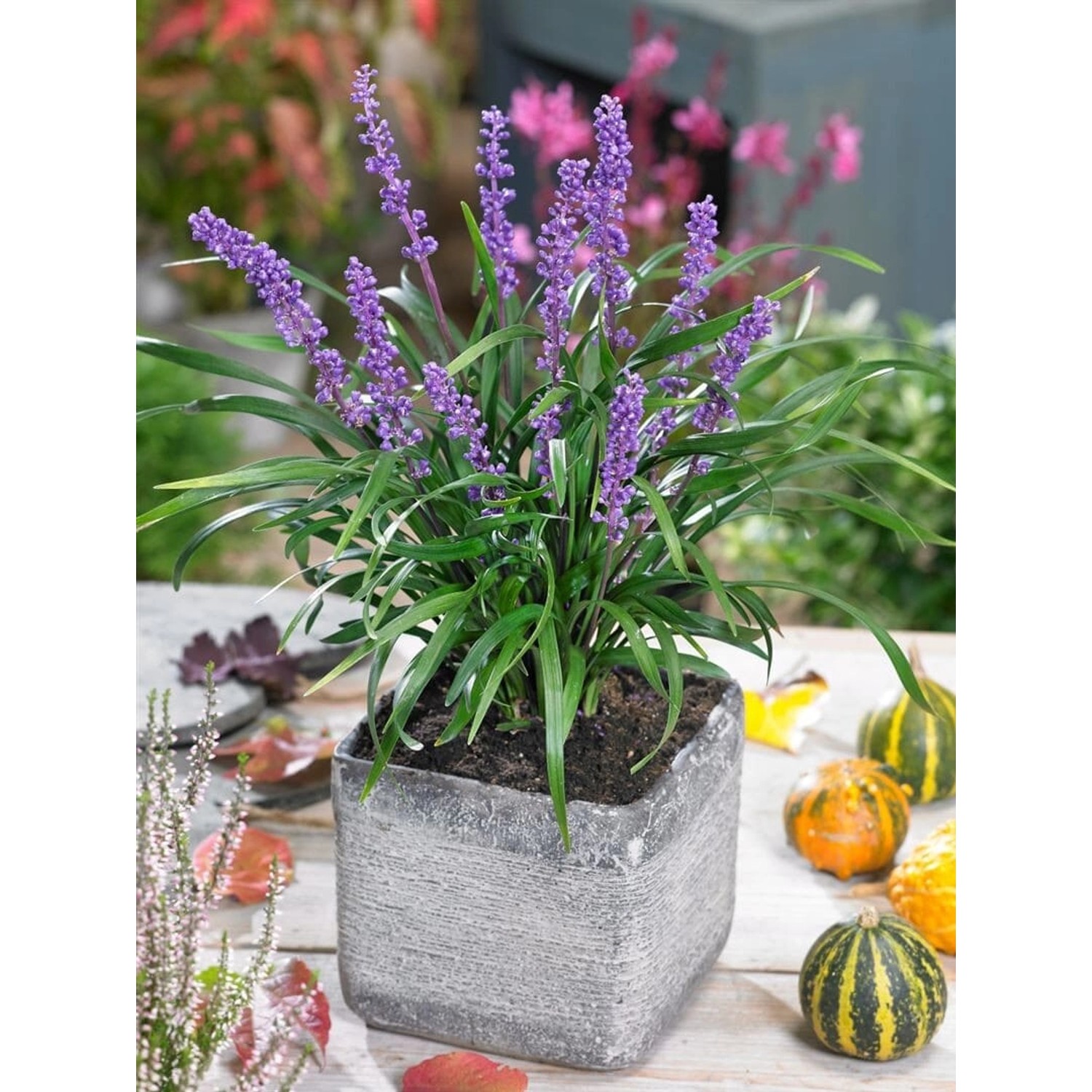 Liriope Muscari Moneymaker Lilientraube Violett 20–40 cm günstig online kaufen