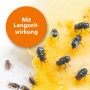 Fliegen auf Köder: Ardap Fliegenfalle Nachfüller für effektiven Schutz.