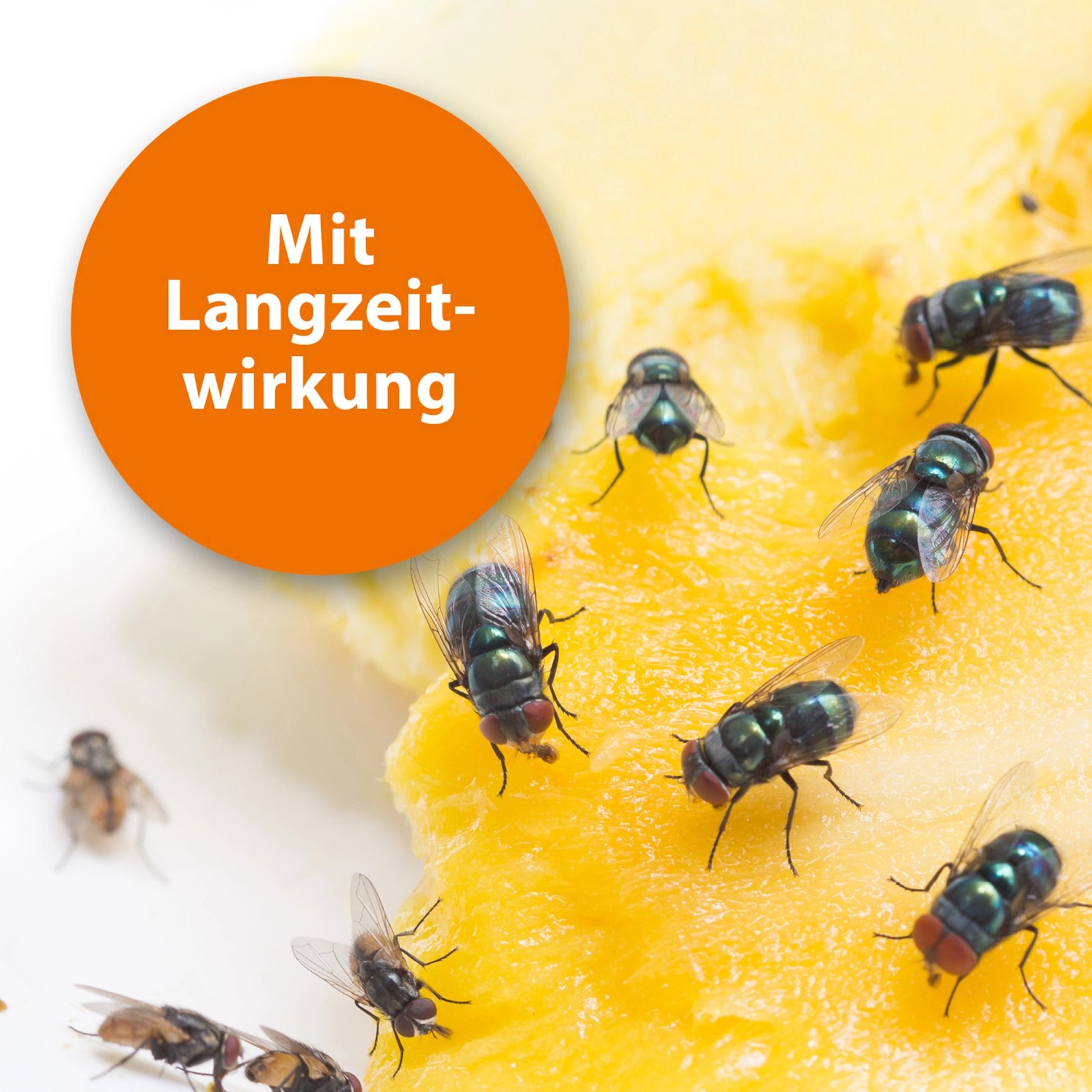 Fliegen auf Köder: Ardap Fliegenfalle Nachfüller für effektiven Schutz.
