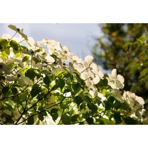 Blühender Chinesischer Blumen-Hartriegel (Cornus Kousa Chinensis) mit weißen Blüten.