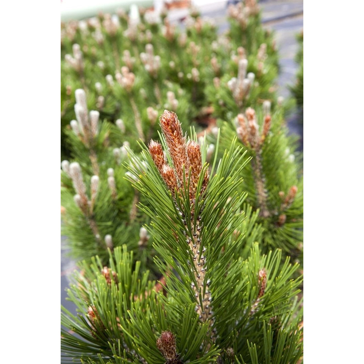 Pinus Heldreichii Little Dracula Bosnische Kiefer 50–60 cm günstig online kaufen