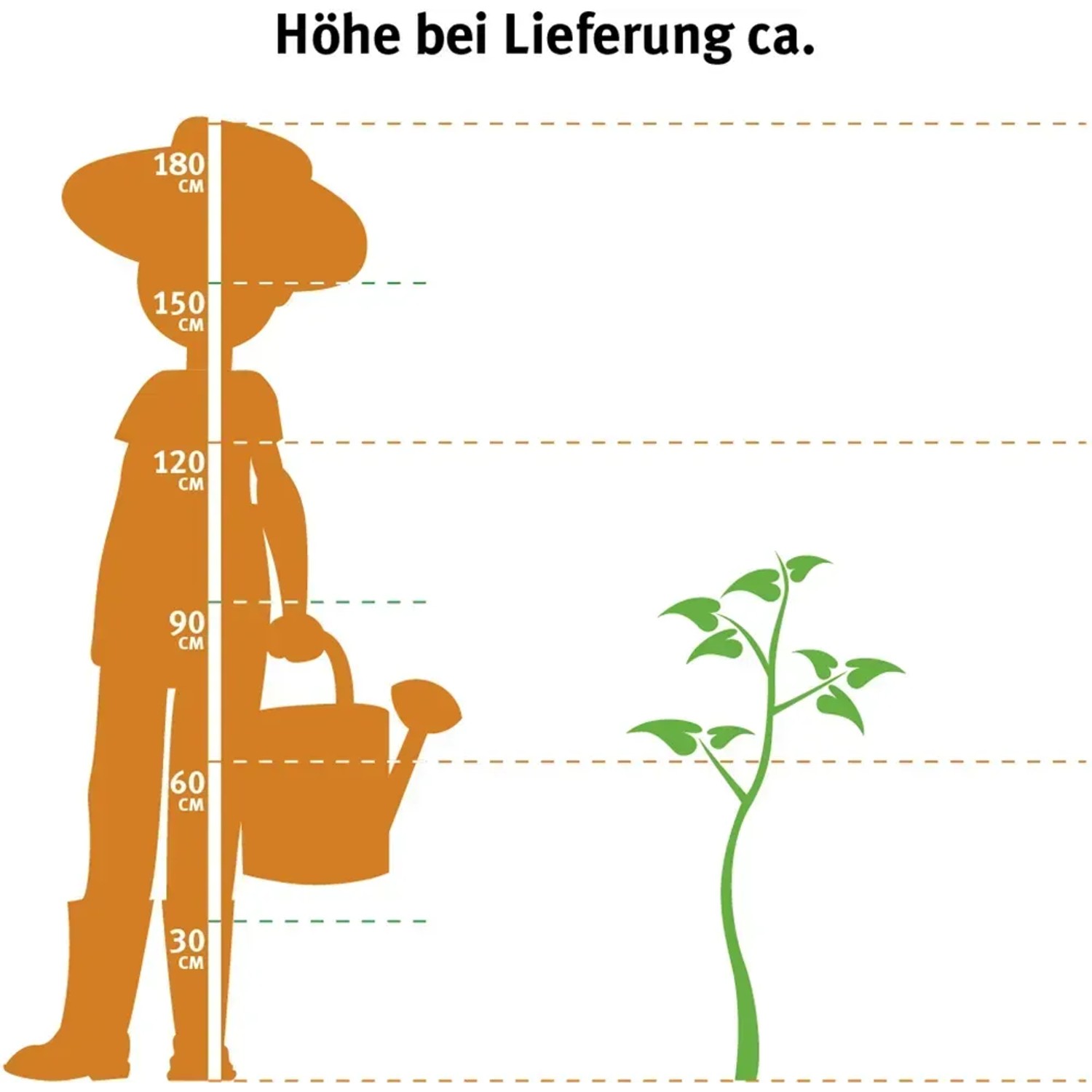 Illustration: Lebensbaum Smaragd (80-100cm) im Größenvergleich zu einer Person mit Gießkanne.