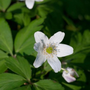 Nahaufnahme einer weißen Buschwindröschen (Anemone nemorosa) Staude mit grünen Blättern.