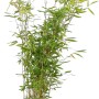Heckenbambus Jumbo im Topf, ca. 125-150 cm hoch, ideal für blickdichte, grüne Hecken.