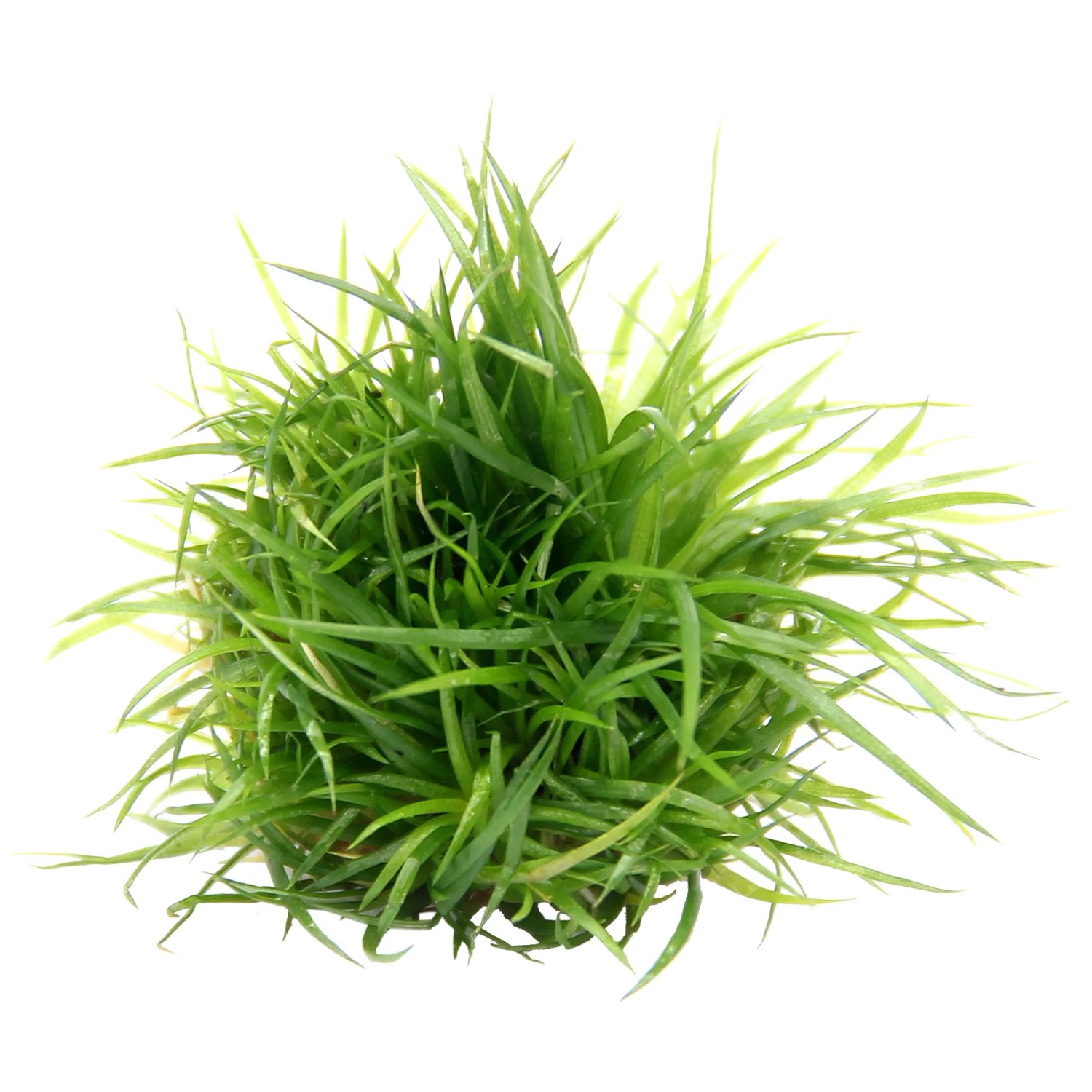 Dennerle Plants Aquariumpflanze Eriocaulon Cinerum In-Vitro