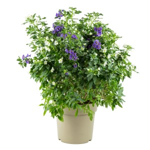 Blau-weißer Enzianstrauch (Solanum rantonetti) im Topf, ca. 60 cm hoch. Blühende Kübelpflanze von GROW by OBI.