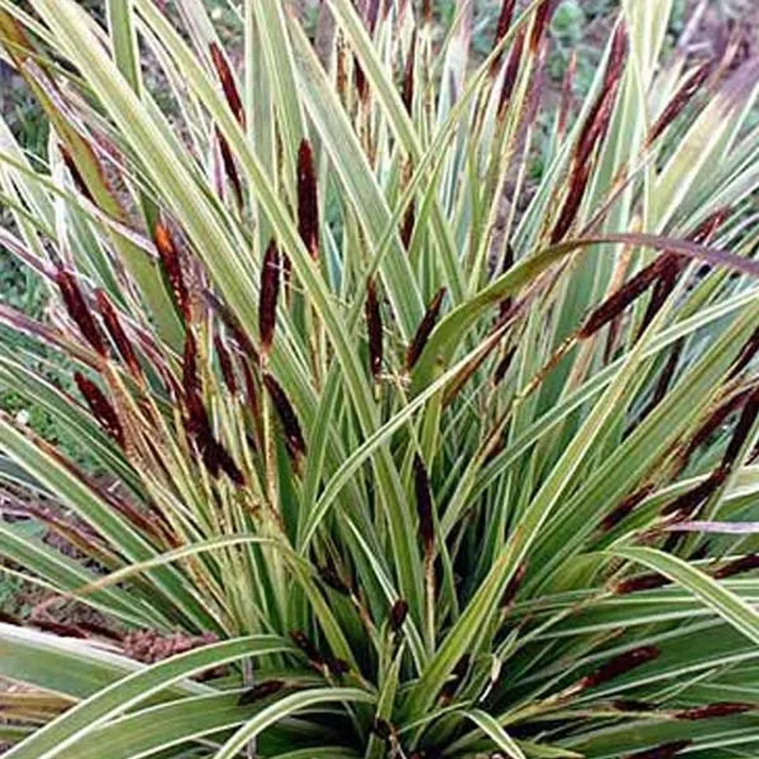 6 x Japan-Segge 'Variegata' Carex morrowii Topf 9cm Panaschiertes Blatt