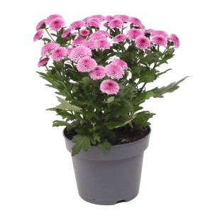Chrysantheme Jellyfish Pink im Topf, ca. 25 cm hoch. Blühende Herbstdekoration für Balkon und Garten.