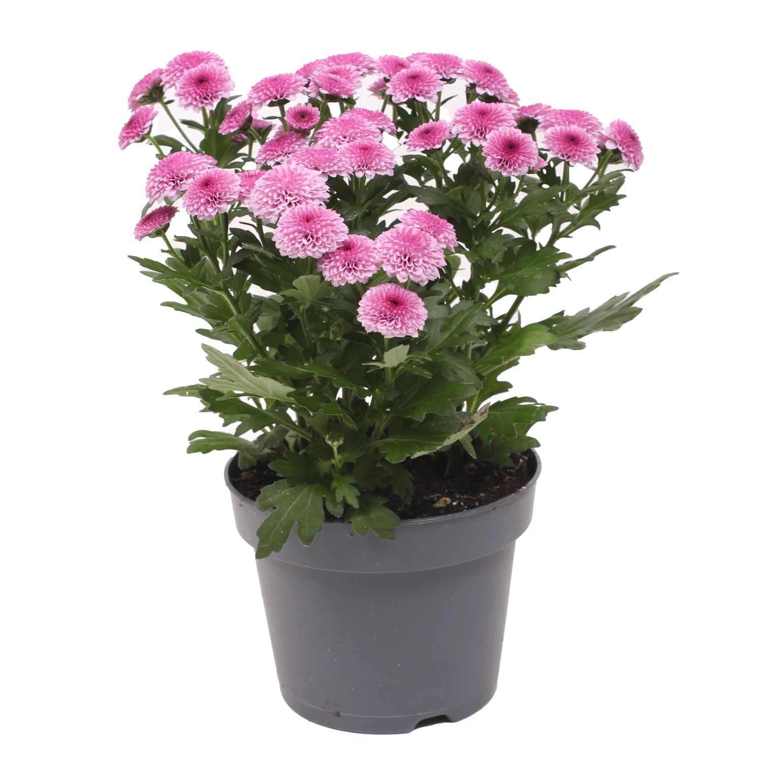 Chrysantheme Jellyfish Pink Chrysanthemum indicum 25 cm Topf 12 cm kaufen bei OBI