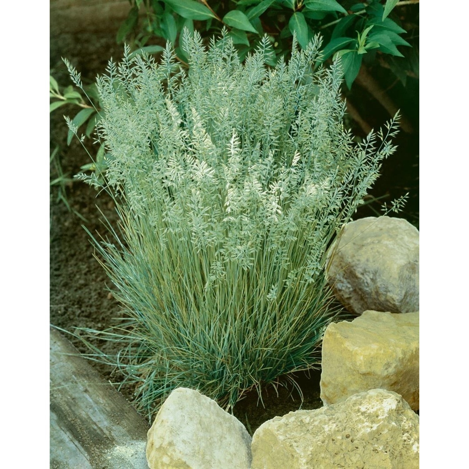 Koeleria Glauca Coolio Blaugras 20–30 cm günstig online kaufen