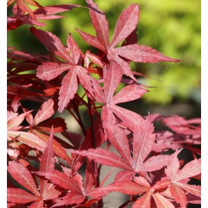 Fächerahorn Skeeters Broom mit rotem Laub, Acer palmatum, Detailaufnahme.