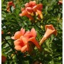 Chinesische Klettertrompete Grandiflora 125-150cm - Campsis grandiflora