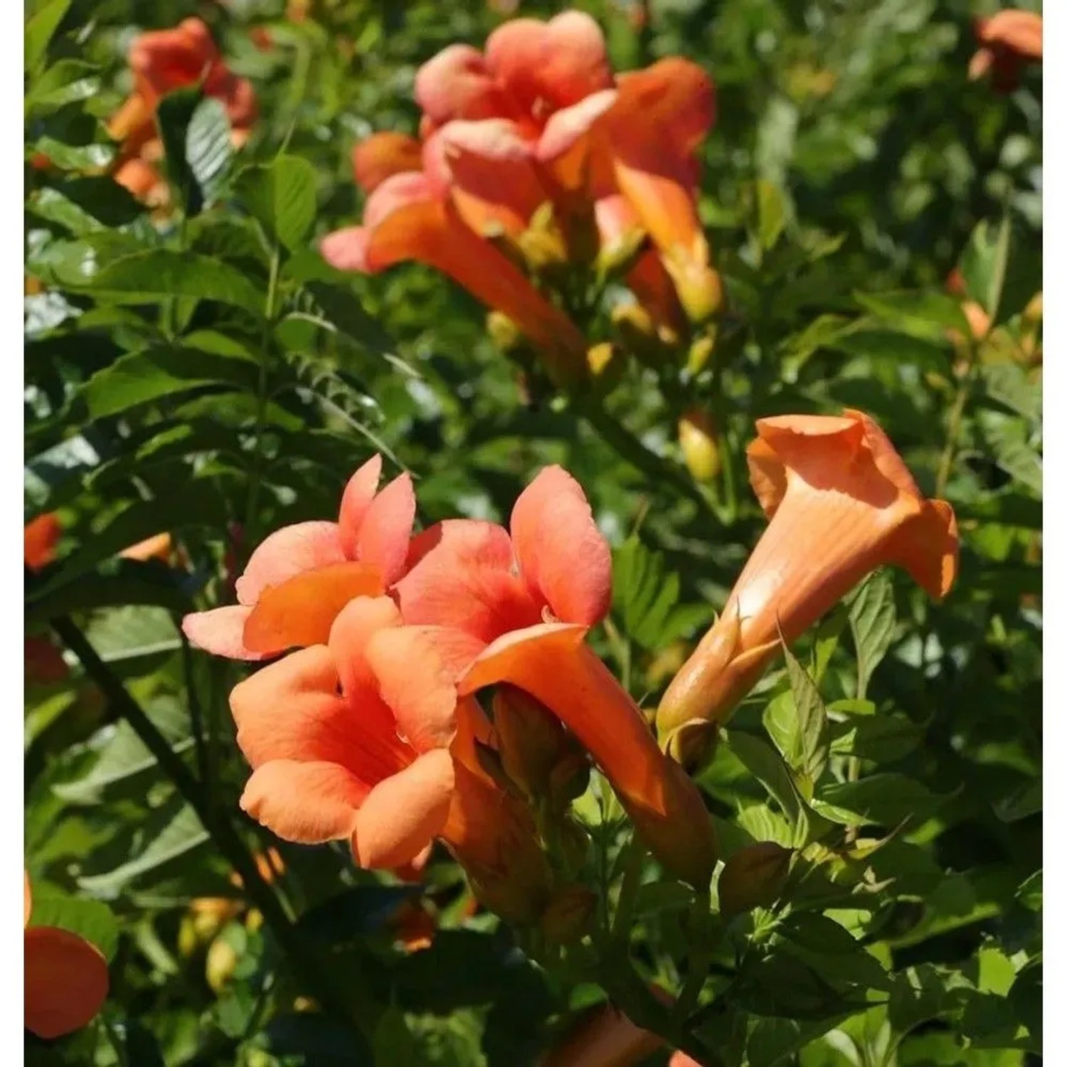 Chinesische Klettertrompete Grandiflora 125-150cm - Campsis grandiflora