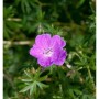 Blüte des Storchenschnabel 'Dilys' (Geranium sanguineum) mit purpurrosa Blütenblättern.