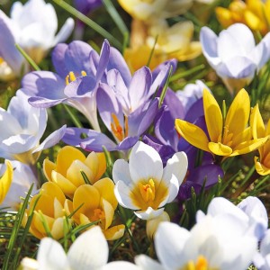 GROW by OBI Krokus Botanische Mischung: Weiße, gelbe und violette Blüten im Gras. Ideal für Garten.
