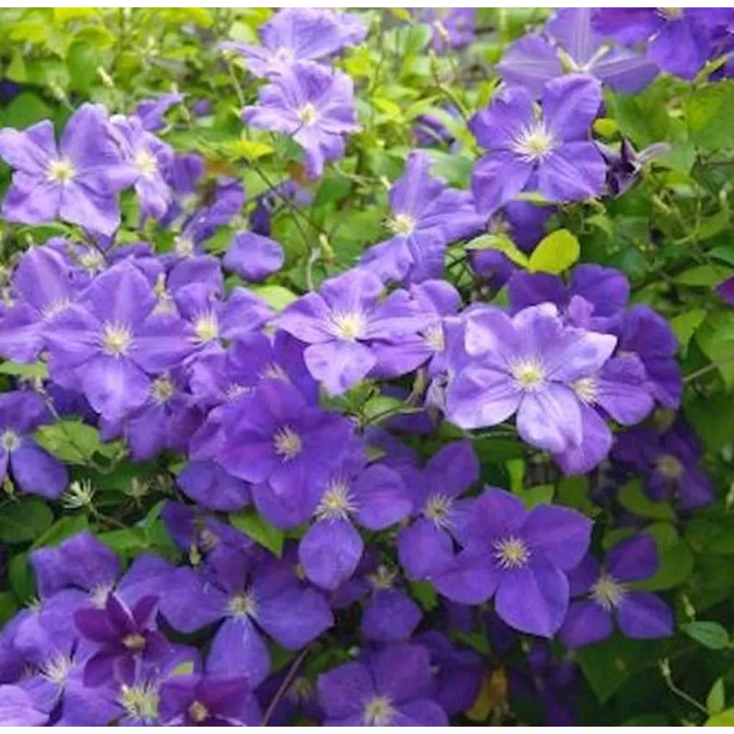 Waldrebe Jackmann Superba 40-60cm - Clematis