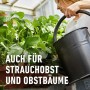Gärtnerin gießt Erdbeerpflanzen mit schwarzer Kanne. Für Beeren, Strauchobst und Obstbäume. Compo Beerendünger.