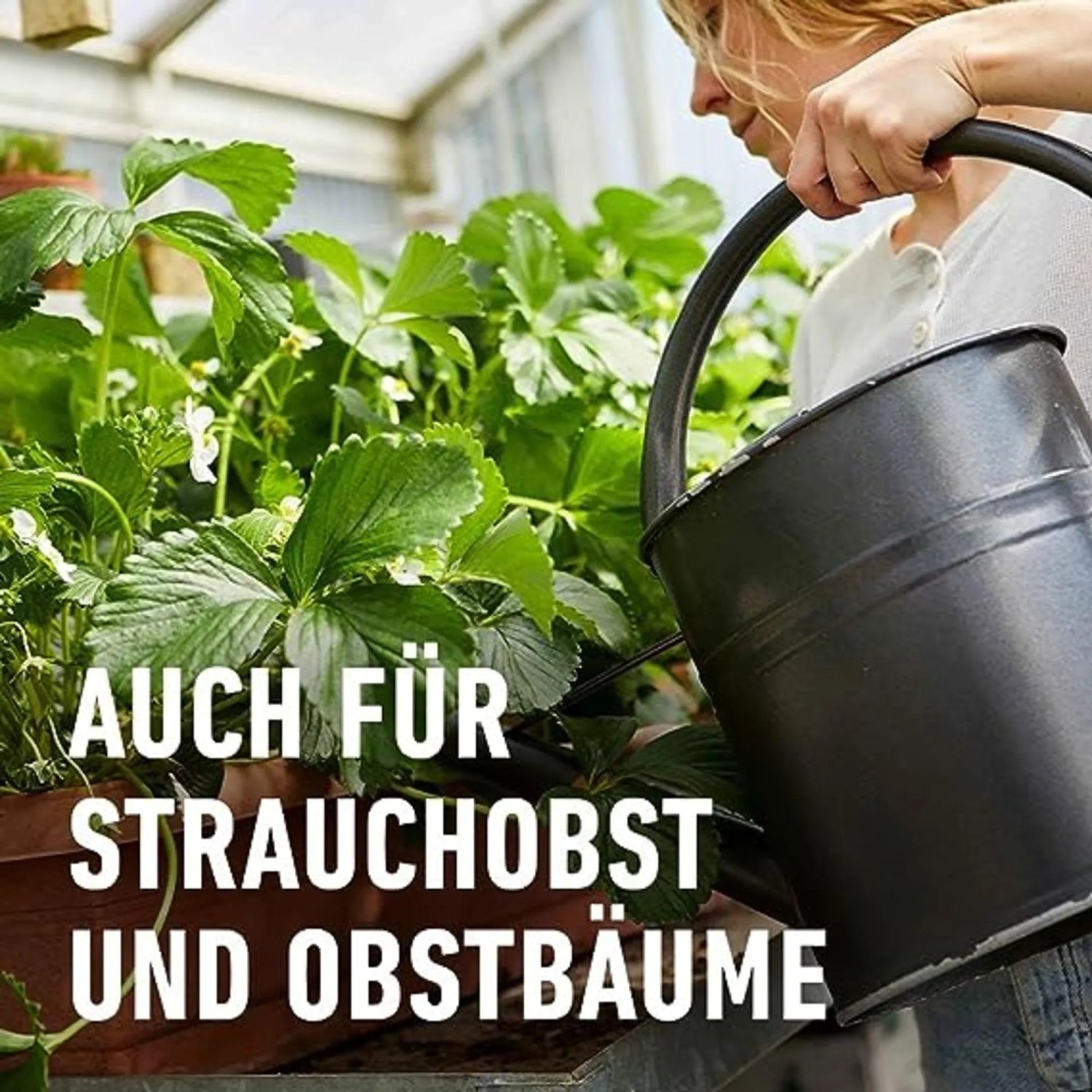 Gärtnerin gießt Erdbeerpflanzen mit schwarzer Kanne. Für Beeren, Strauchobst und Obstbäume. Compo Beerendünger.