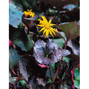 Ligularia 'Britt-Marie Crawford' im 11x11 cm Topf mit gelben Blüten und dunklem Laub.