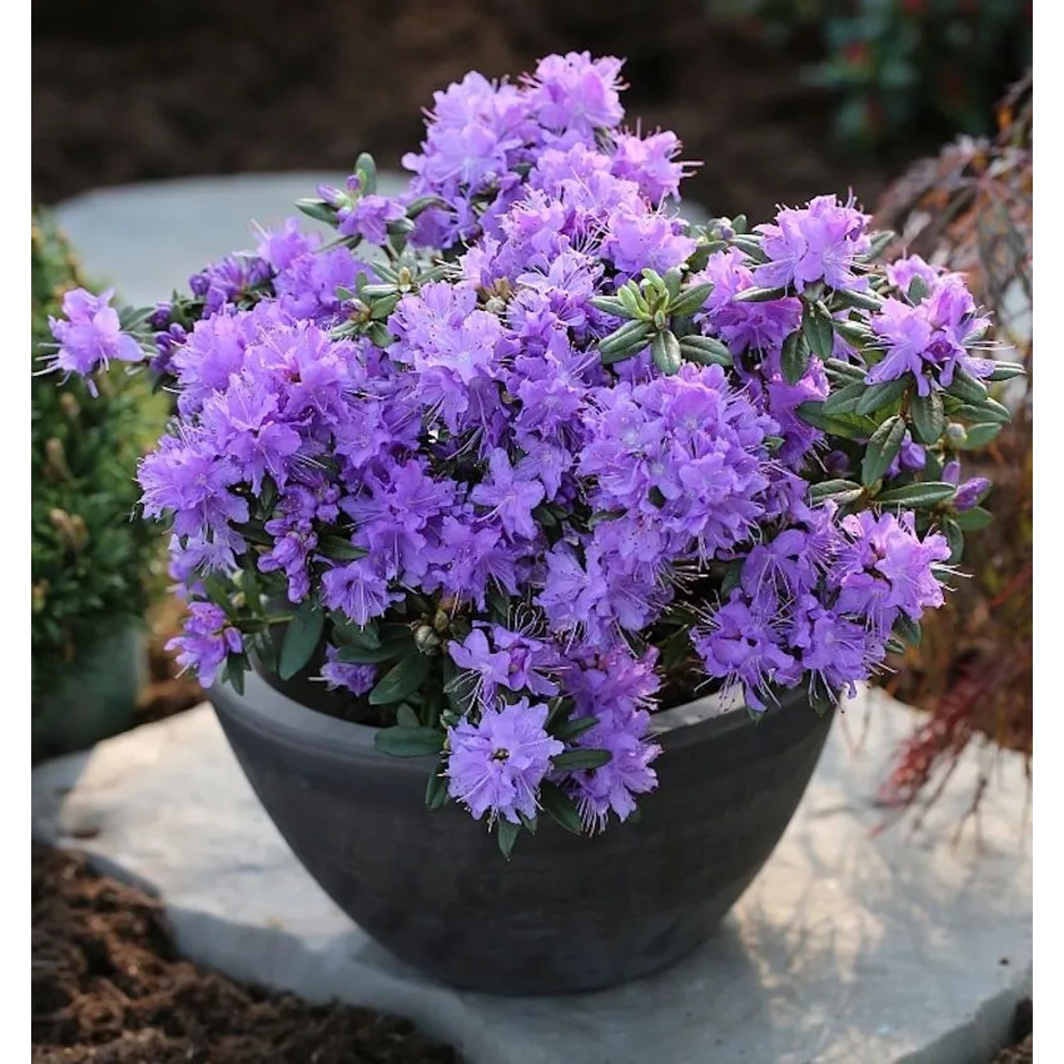 Zwerg Rhododendron Luisella 25-30cm - Rhododendron impeditum - Zwerg Alpenrose