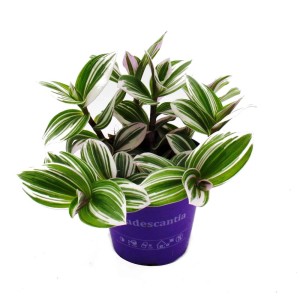 Dreimasterblume Tradescantia White im 12cm Topf. Hängende Zimmerpflanze mit grün-weißen Blättern.