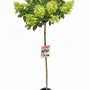 Pflanzen-Boering Hydrangea Paniculata Limelight 170-180 cm Hortensien Stamm Limettengrüne Blüten Bis Zum Winter