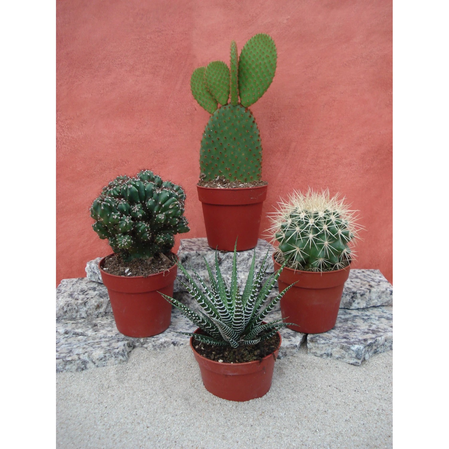Zimmerkaktus Topf- 8,5 cm kaufen bei OBI