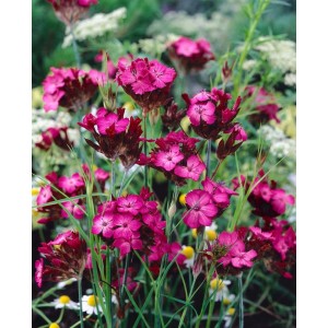 Karthäusernelke (Dianthus Carthusianorum) im Topf, leuchtend pinke Blüten.